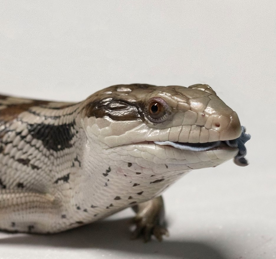 Reptanicals Blue Tongued Skink Care Sheet Info