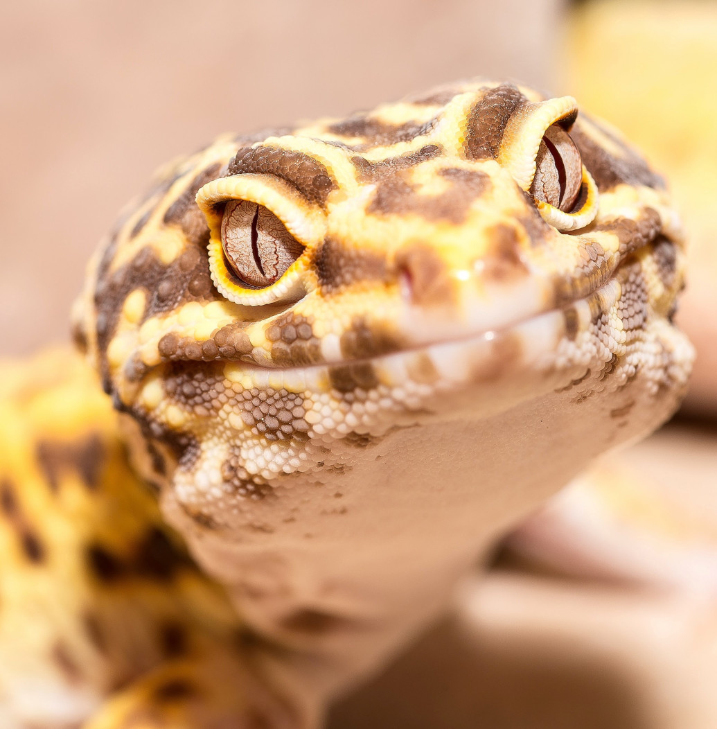Reptanicals Leopard Gecko Info