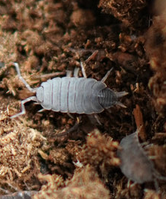 powder blue isopods